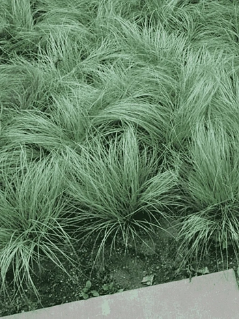 Осока власовидная Amazon Mist