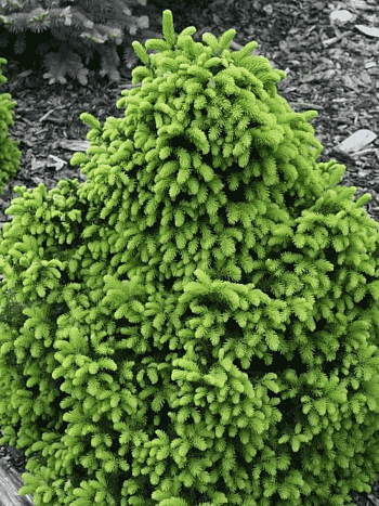 Ель обыкновенная Barryi