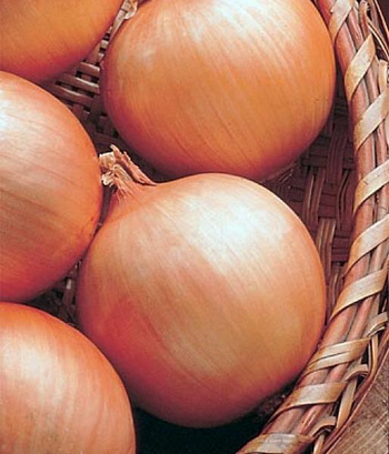 Лук репчатый Денвер Лук репчатый Денвер