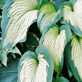 Хоста Margie's Angel