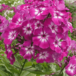 Флокс метельчатый Кураж