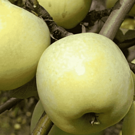 Яблоня Антоновка  обыкновенная