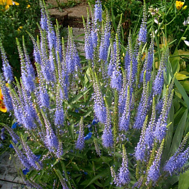 Вероника колосковая Алстэ Блу Двоф Вероника колосковая Алстэ Блу Двоф