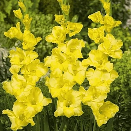 Гладиолус Limoncello