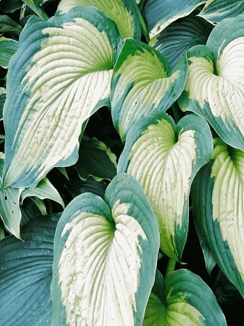 Хоста Margie's Angel