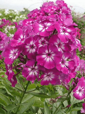 Флокс метельчатый Кураж