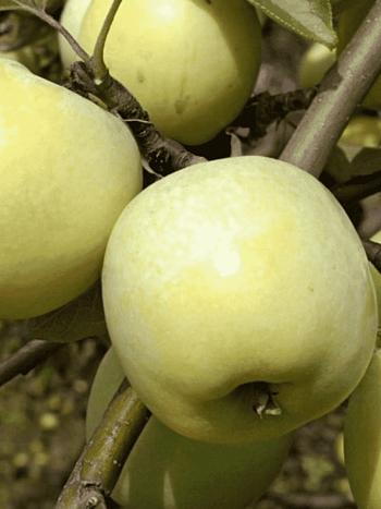 Яблоня Антоновка  обыкновенная