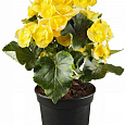 Бегония клубневая Нонстоп Еллоу Бегония клубневая Нонстоп Еллоу