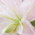 Лилия Lotus Queen