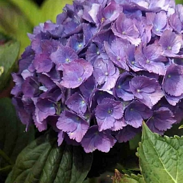 Гортензия крупнолистная Yola