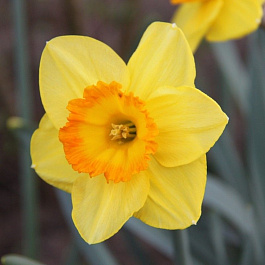 Нарцисс Крупнокорончатый Санлавэ