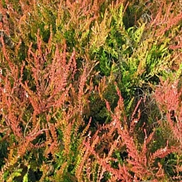 Вереск обыкновенный Robert Chapman