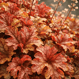 Гейхерелла Autumn Cascade
