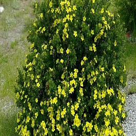 Лапчатка кустарниковая Yellow Bird 