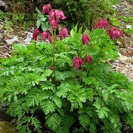 Дицентра красивая Лакшариэнт Дицентра красивая Лакшариэнт