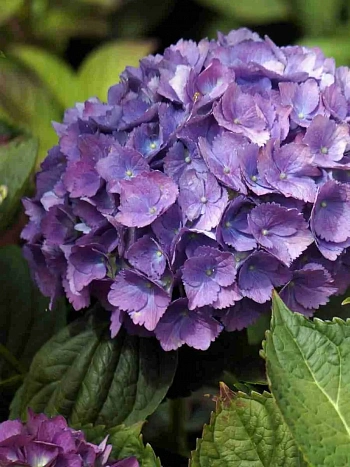 Гортензия крупнолистная Yola