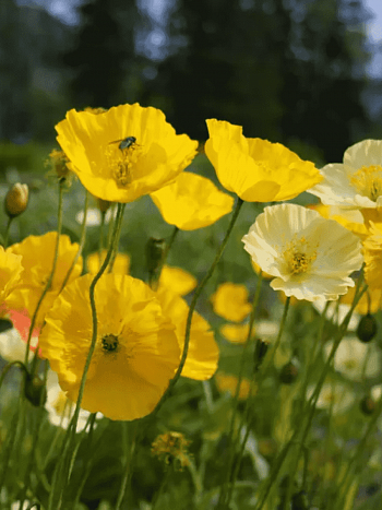 Мак Pop-up Yellow