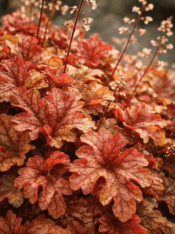 Гейхерелла Autumn Cascade