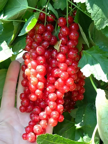 Смородина красая Йонкер ван тетс