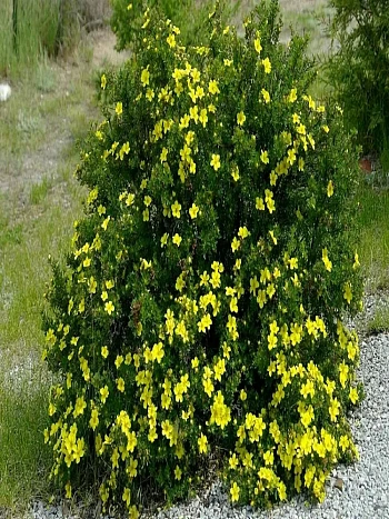 Лапчатка кустарниковая Yellow Bird 