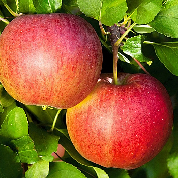 Яблоня колоновидная Валюта Яблоня колоновидная Валюта