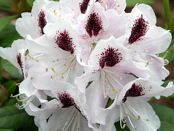 Рододендрон гибридный Кальсап