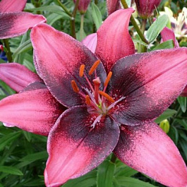 Лилия азиатская танго Пёпл Дрим