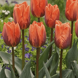 Тюльпан триумф Prinses Irene