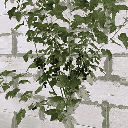 Смородина черная Титания на штамбе