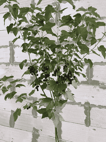 Смородина черная Титания на штамбе