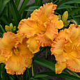 Лилейник гибридный Orange Nassau