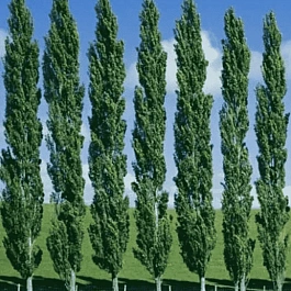 Тополь пирамидальный