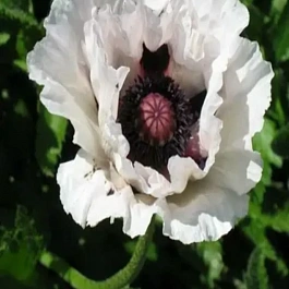 Мак восточный Royal Wedding