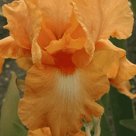 Ирис германский Robusta