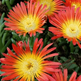 Делосперма Купера Ocean Sunset Orange Vibe