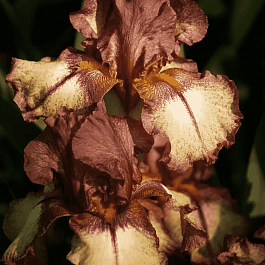 Ирис германский Burgundy Brown