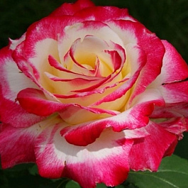 Роза чайно-гибридная Дабл Делайт