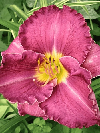 Лилейник Unchartered Waters