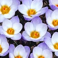 Крокус Ботанический Blue Pearl
