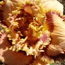 Лилейник Bonibrae Sharky