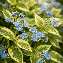 Бруннера крупнолистная Hadspen Cream