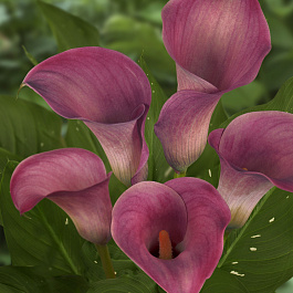 Калла Кэптин Романс