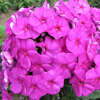 Флокс метельчатый Бамбини Примадонна Флокс метельчатый Бамбини Примадонна