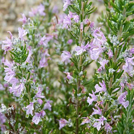 Розмарин лекарственный Майорка пинк