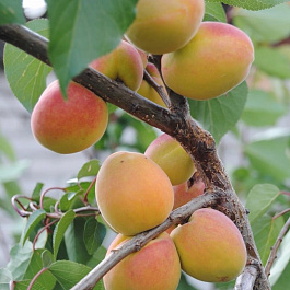 Абрикос обыкновенный Россиянин
