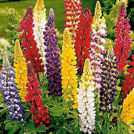 Люпин многолистный смесь (Mix)