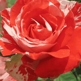 Роза Чайно-гибридная Orange intuition