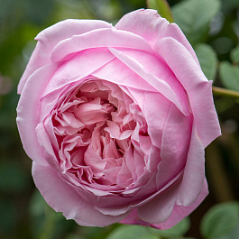 Роза английская парковая Спирит оф Фридом