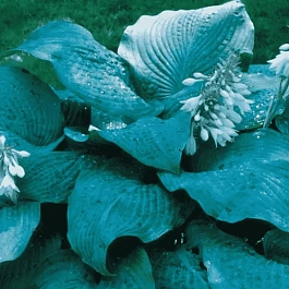 Хоста Blue Mammoth