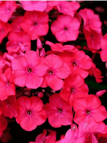 Флокс метельчатый Набат